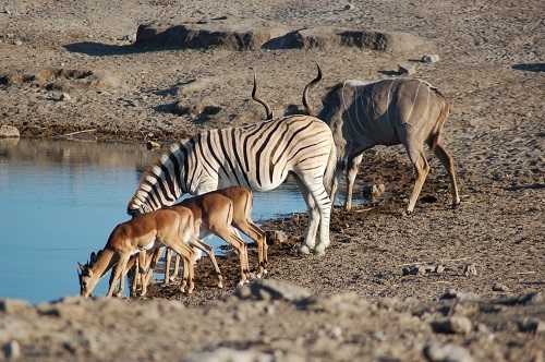 Viajar a /images/places/etosha-national-park.jpg