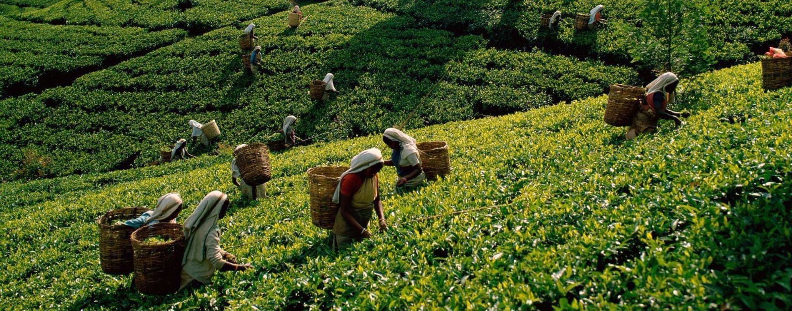 Organizar un viaje a Sri Lanka