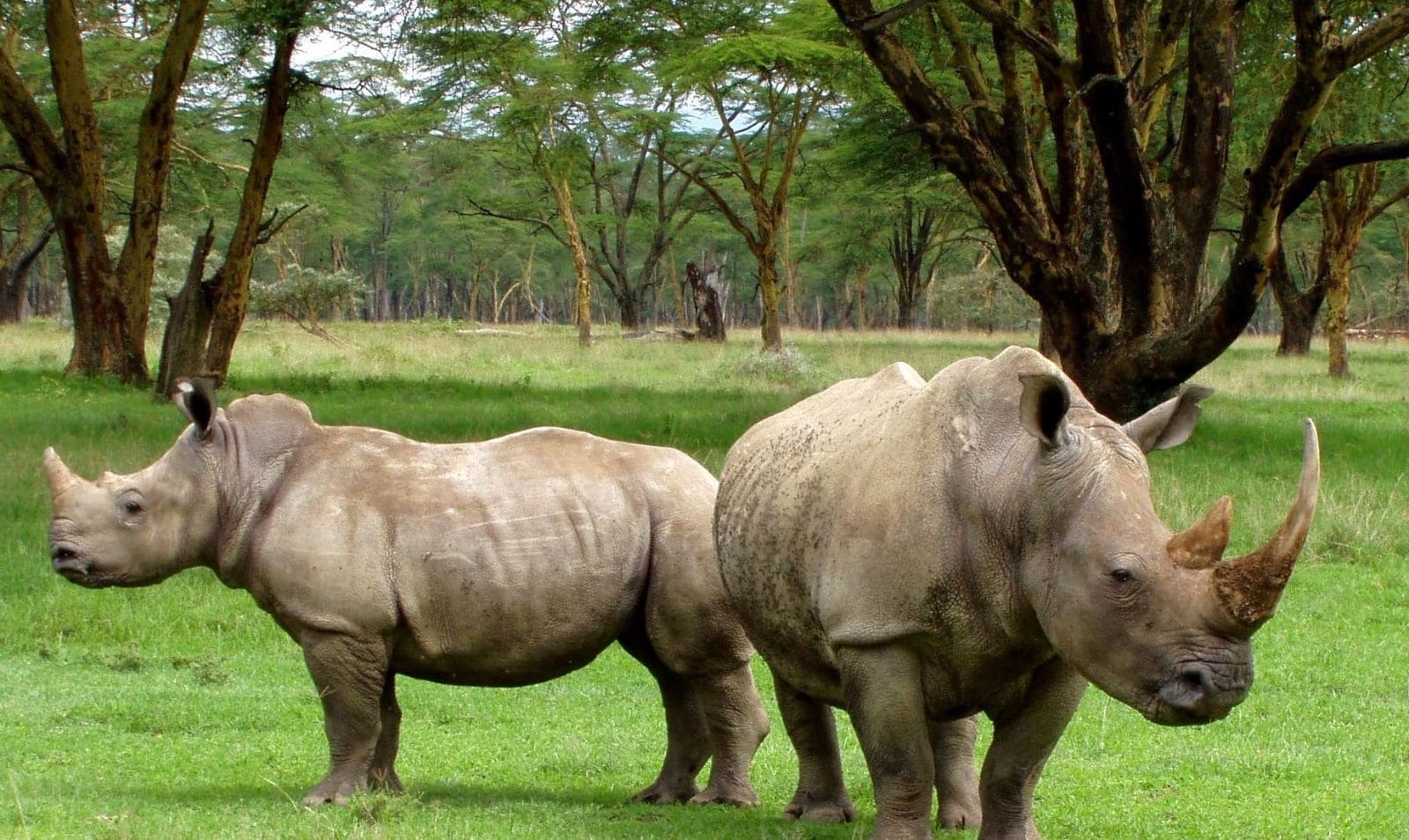 Organizar un viaje a Sudáfrica