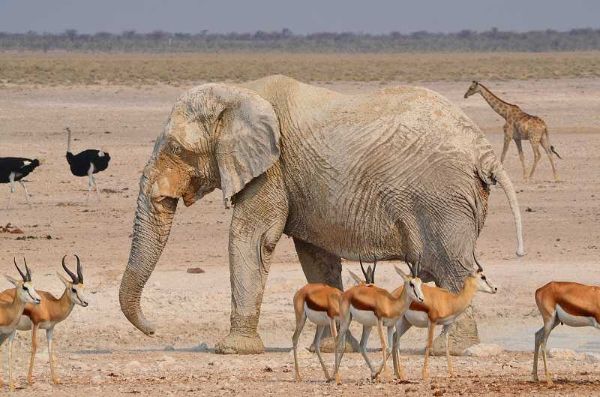 Etosha National Park