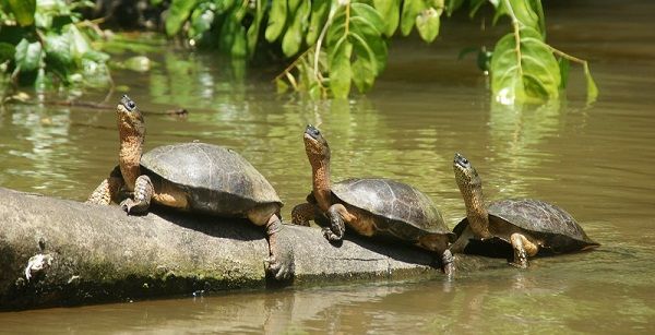 Tortuguero