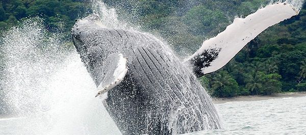 Ballenas en Uvita