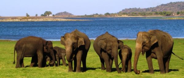 Yala National Park