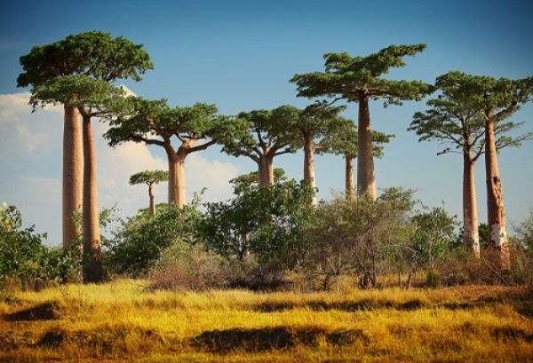 Parques Naturales / Baobabs
