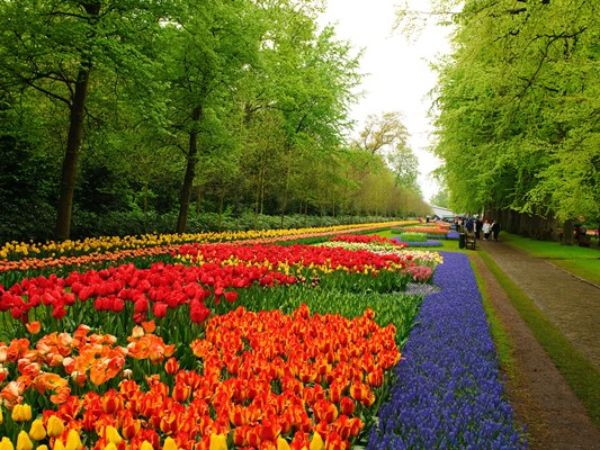 Keukenhof