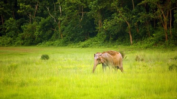 Safari / Chitwan