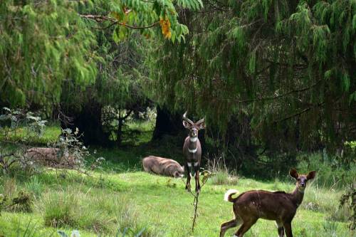 Viajar a /images/places/bale-mountains-national-park.jpg