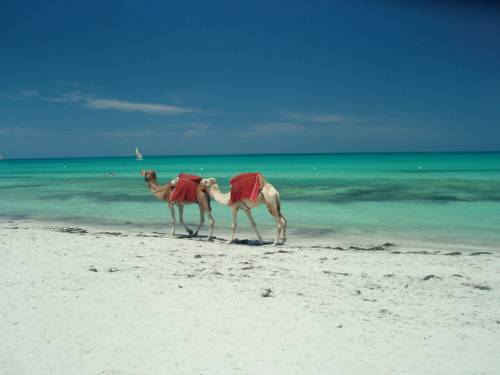 Viajar a /images/places/djerba-island.jpg