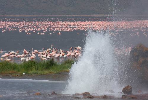 Viajar a /images/places/lake-bogoria.jpg
