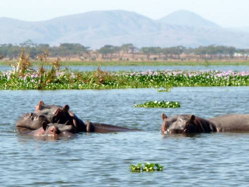 Viajar a /images/places/lake-naivasha.jpg