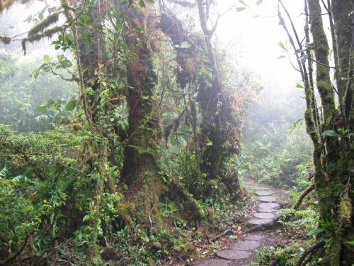 Viajar a /images/places/monteverde.jpg