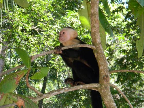 Viajar a /images/places/quepos.jpg