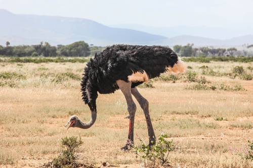 Viajar a /images/places/samburu-national-reserve.jpg