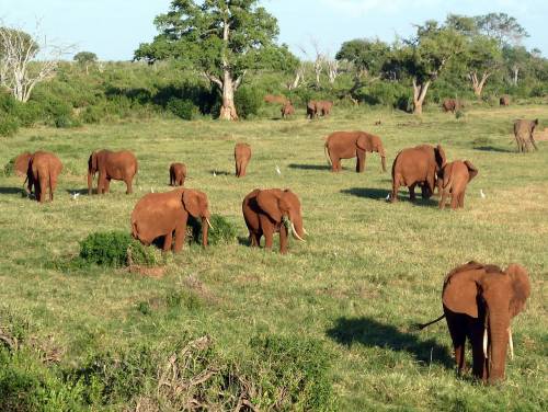 Viajar a /images/places/tsavo-national-park.jpg